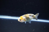 Baby Ranchu  Calico 2.5 Inch (ID#1112R9c-40) Free2Day SHIPPING