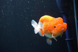 Juvenile Lionchu  Red White 3.5 Inch (ID#1008R11a-27) Free2Day SHIPPING