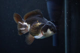 Juvenile Thai Oranda  Panda 3 Inch (ID#404T13b-66) Free2Day SHIPPING