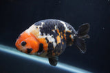 Milk Cow Ranchu  Calico 4.5 Inch (ID#1227R10c-90) Free2Day SHIPPING