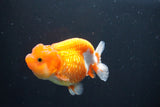 Juvenile Lionchu  Red White 3.5 Inch (ID#1008R11a-27) Free2Day SHIPPING