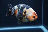 Milk Cow Ranchu  Calico 4.5 Inch (ID#1227R10c-90) Free2Day SHIPPING