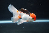 Juvenile Thai Oranda  Tricolor 4 Inch (ID#404T13b-67) Free2Day SHIPPING