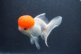 Thai Oranda  Red Cap 5.5 Inch (ID#1015To13a-45) Free2Day SHIPPING