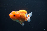 Juvenile Lionchu  Red White 3.5 Inch (ID#1008R11a-27) Free2Day SHIPPING