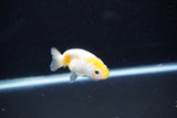 Baby Ranchu  Calico 2.5 Inch (ID#1112R9c-41) Free2Day SHIPPING