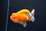 Juvenile Lionchu  Red White 3.5 Inch (ID#1008R11a-27) Free2Day SHIPPING