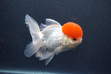 Thai Oranda  Red Cap 5.5 Inch (ID#1015To13a-45) Free2Day SHIPPING