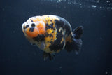 Milk Cow Ranchu  Calico 4.5 Inch (ID#1227R10c-91) Free2Day SHIPPING