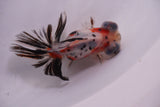 Butterfly  Calico 3.5 Inch (ID#1203B8b-53) Free2Day SHIPPING