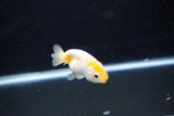 Baby Ranchu  Calico 2.5 Inch (ID#1112R9c-41) Free2Day SHIPPING