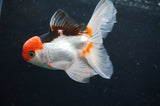 Juvenile Thai Oranda  Tricolor 4 Inch (ID#404T13b-67) Free2Day SHIPPING