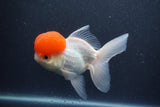 Thai Oranda  Red Cap 5.5 Inch (ID#1015To13a-45) Free2Day SHIPPING