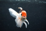 Juvenile Thai Oranda  Tricolor 4 Inch (ID#404T13b-67) Free2Day SHIPPING