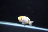 Baby Ranchu  Calico 2.5 Inch (ID#1112R9c-41) Free2Day SHIPPING