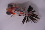 Butterfly  Calico 3.5 Inch (ID#1203B8b-53) Free2Day SHIPPING