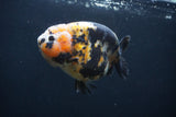 Milk Cow Ranchu  Calico 4.5 Inch (ID#1227R10c-91) Free2Day SHIPPING