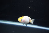 Baby Ranchu  Calico 2.5 Inch (ID#1112R9c-41) Free2Day SHIPPING