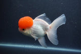 Thai Oranda  Red Cap 5.5 Inch (ID#1015To13a-45) Free2Day SHIPPING