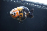 Milk Cow Ranchu  Calico 4.5 Inch (ID#1227R10c-91) Free2Day SHIPPING