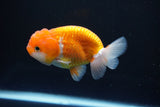 Juvenile Lionchu  Red White 3.5 Inch (ID#1008R11a-28) Free2Day SHIPPING