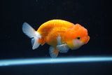 Juvenile Lionchu  Red White 3.5 Inch (ID#1008R11a-28) Free2Day SHIPPING