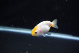 Baby Ranchu  Calico 2.5 Inch (ID#1112R9c-41) Free2Day SHIPPING