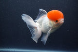 Thai Oranda  Red Cap 5.5 Inch (ID#1015To13a-45) Free2Day SHIPPING