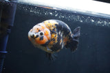 Milk Cow Ranchu  Calico 4.5 Inch (ID#1227R10c-91) Free2Day SHIPPING