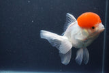 Thai Oranda  Red Cap 5.5 Inch (ID#1015To13a-45) Free2Day SHIPPING