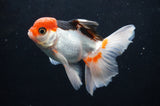 Juvenile Thai Oranda  Tricolor 4 Inch (ID#404T13b-67) Free2Day SHIPPING
