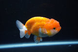 Juvenile Lionchu  Red White 3.5 Inch (ID#1008R11a-28) Free2Day SHIPPING