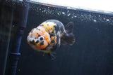 Milk Cow Ranchu  Calico 4.5 Inch (ID#1227R10c-91) Free2Day SHIPPING