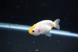 Baby Ranchu  Calico 2.5 Inch (ID#1112R9c-41) Free2Day SHIPPING