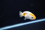 Baby Ranchu  Calico 2.5 Inch (ID#1112R9c-41) Free2Day SHIPPING