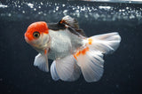 Juvenile Thai Oranda  Tricolor 4 Inch (ID#404T13b-67) Free2Day SHIPPING