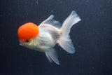 Thai Oranda  Red Cap 5.5 Inch (ID#1015To13a-45) Free2Day SHIPPING