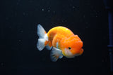 Juvenile Lionchu  Red White 3.5 Inch (ID#1008R11a-28) Free2Day SHIPPING