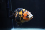 Milk Cow Ranchu  Calico 4.5 Inch (ID#1227R10c-91) Free2Day SHIPPING