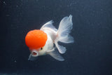 Thai Oranda  Red Cap 5.5 Inch (ID#1015To13a-45) Free2Day SHIPPING