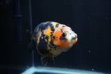 Milk Cow Ranchu  Calico 4.5 Inch (ID#1227R10c-91) Free2Day SHIPPING