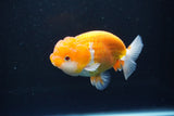 Juvenile Lionchu  Red White 3.5 Inch (ID#1008R11a-28) Free2Day SHIPPING