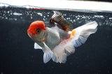 Juvenile Thai Oranda  Tricolor 4 Inch (ID#404T13b-67) Free2Day SHIPPING