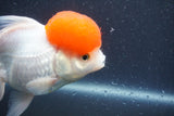 Thai Oranda  Red Cap 5.5 Inch (ID#1015To13a-45) Free2Day SHIPPING