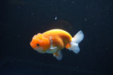 Juvenile Lionchu  Red White 3.5 Inch (ID#1008R11a-28) Free2Day SHIPPING