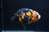 Milk Cow Ranchu  Calico 4.5 Inch (ID#1227R10c-91) Free2Day SHIPPING