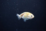 Baby Ranchu  Calico 2.5 Inch (ID#1112R9c-42) Free2Day SHIPPING