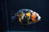 Milk Cow Ranchu  Calico 4.5 Inch (ID#1227R10c-91) Free2Day SHIPPING