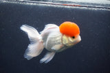 Thai Oranda  Red Cap 5.5 Inch (ID#1015To13a-45) Free2Day SHIPPING