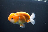 Juvenile Lionchu  Red White 3.5 Inch (ID#1008R11a-28) Free2Day SHIPPING